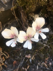 Pelargonium articulatum