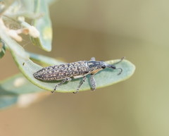Belidae