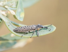 Belidae