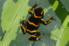 Ranitomeya imitator