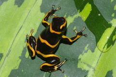 Ranitomeya imitator