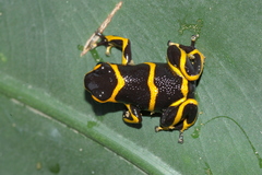 Ranitomeya imitator