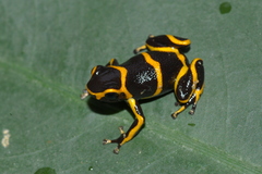 Ranitomeya imitator