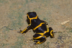 Ranitomeya imitator
