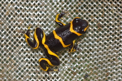 Ranitomeya imitator