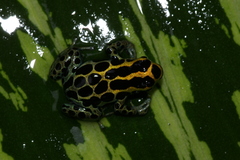 Ranitomeya variabilis