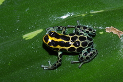 Ranitomeya variabilis