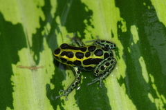 Ranitomeya variabilis