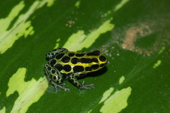 Ranitomeya variabilis