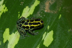 Ranitomeya variabilis