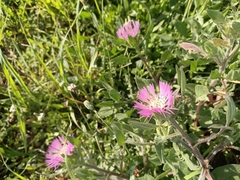 Centaurea pullata