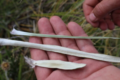 Celmisia ×pseudolyallii