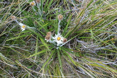 Celmisia ×pseudolyallii