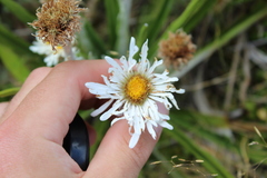 Celmisia ×pseudolyallii