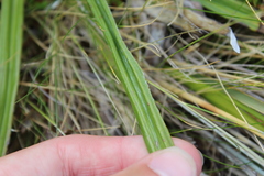 Celmisia ×pseudolyallii