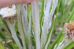 Celmisia ×pseudolyallii