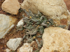 Apteranthes europaea judaica