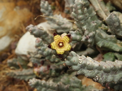 Apteranthes europaea judaica