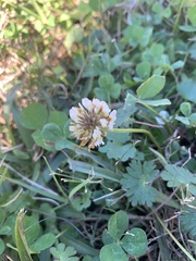 Trifolium repens