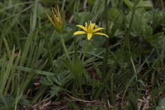 Gagea sulfurea