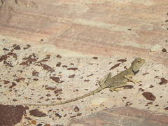 Pseudotrapelus sinaitus