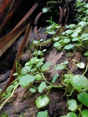 Peperomia serpens