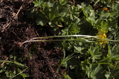 Gagea sulfurea