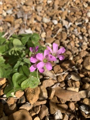 Oxalis