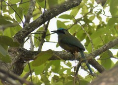 Momotus subrufescens