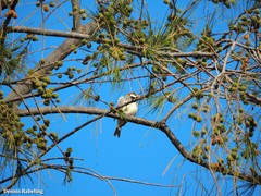 Passer hispaniolensis hispaniolensis