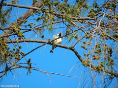Passer hispaniolensis hispaniolensis