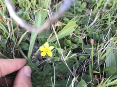 Oxalis pilosa