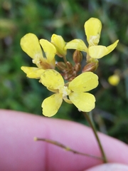 Brassica barrelieri