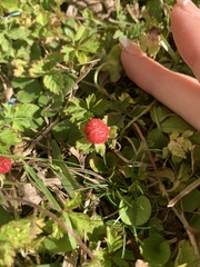 Potentilla indica