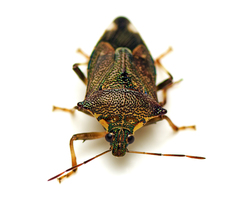 Montrouzierellus