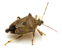 Montrouzierellus