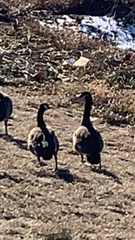 Branta canadensis