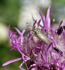 Oncotylus viridiflavus