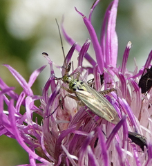 Oncotylus viridiflavus