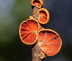 Anthracophyllum archeri image