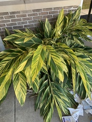 Alpinia