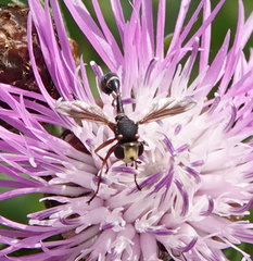 Physocephala chrysorrhoea