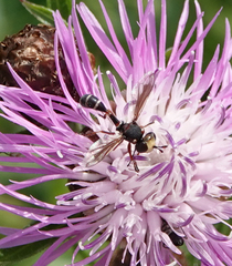 Physocephala chrysorrhoea