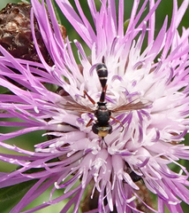 Physocephala chrysorrhoea