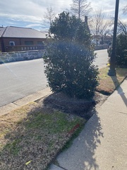 Cyphostemma natalitium