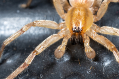 Hibana gracilis