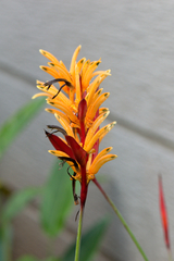 Heliconia psittacorum