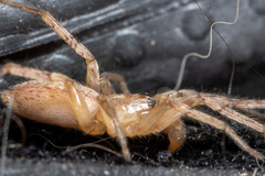 Hibana gracilis
