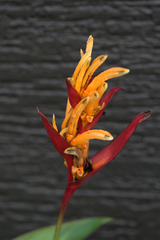 Heliconia psittacorum