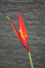 Heliconia psittacorum